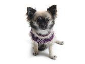 Obleek - svetr pro psa fialov zdoben perlikami
