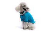 Obleek - triko pro psa tyrkysov