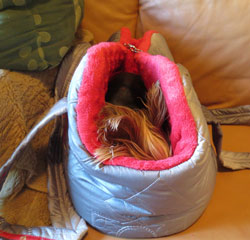 taška pro schovaného psa